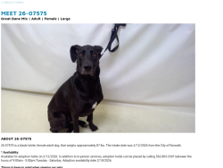 Found/Stray Female Dog last seen NORWALK now at Seacca Downey Shelter , Norwalk, CA 90650