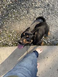 Found/Stray Female Dog last seen Price rd, Gainesville, GA 30506