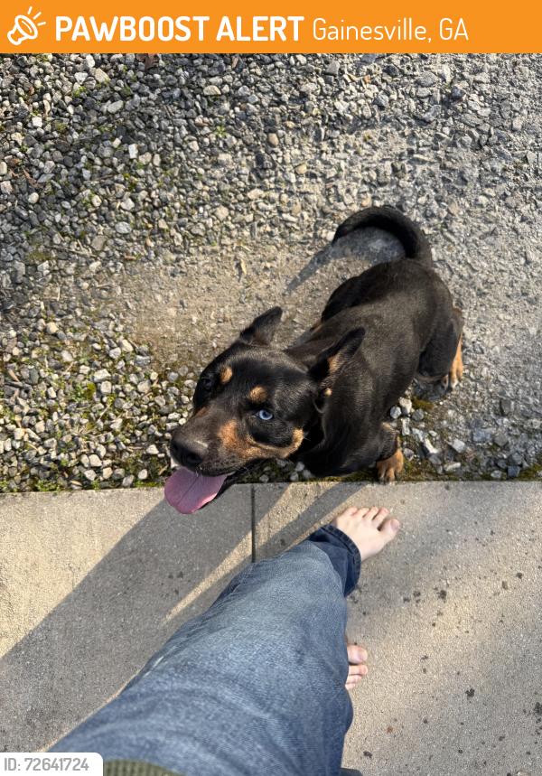 Found/Stray Female Dog last seen Price rd, Gainesville, GA 30506