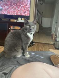 Lost Male Cat last seen canyon and 162nd st , Tacoma, WA 98446