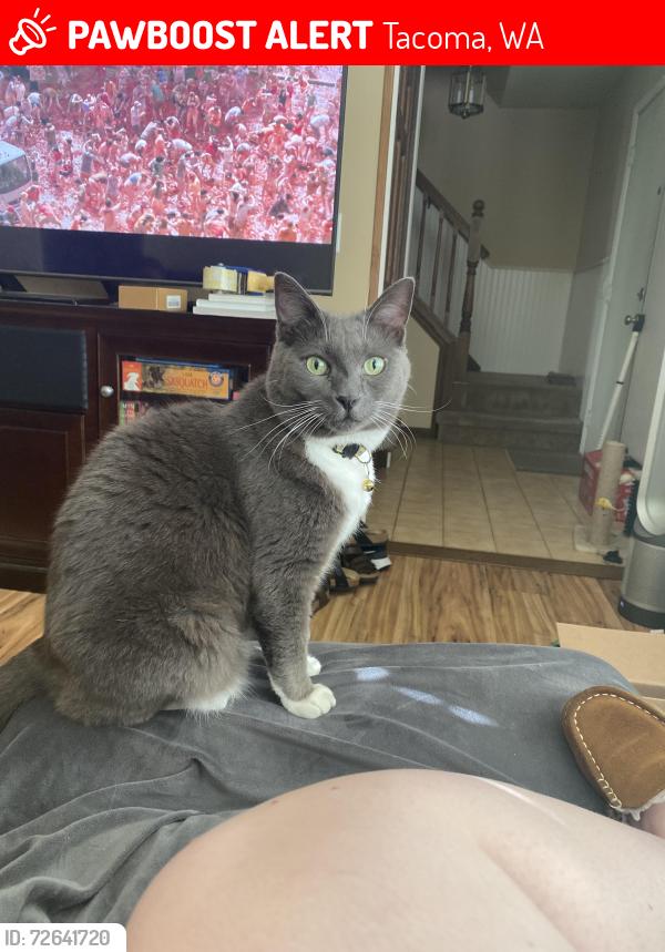 Lost Male Cat last seen canyon and 162nd st , Tacoma, WA 98446