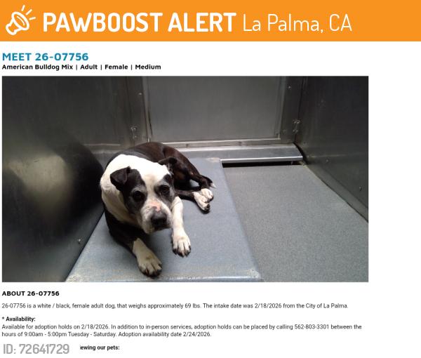 Found/Stray Female Dog last seen La Palma now at Seacca Downey Shelter , La Palma, CA 90623