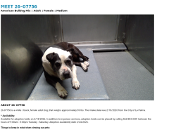 Found/Stray Female Dog last seen La Palma now at Seacca Downey Shelter , La Palma, CA 90623