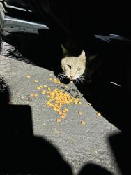Found/Stray Unknown Cat last seen El Camino Real, Carlsbad, CA 92011