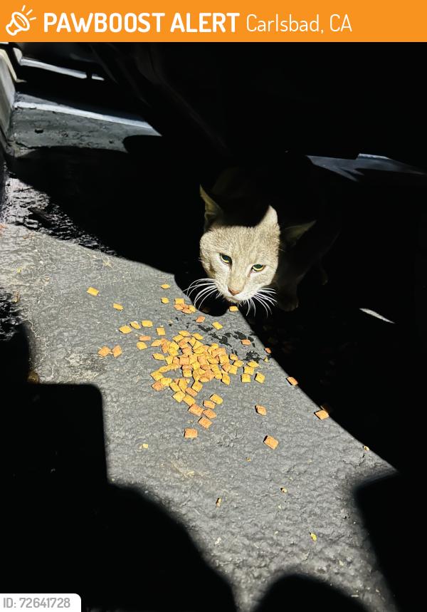 Found/Stray Unknown Cat last seen El Camino Real, Carlsbad, CA 92011