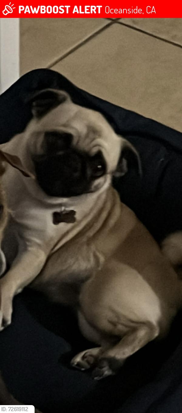 Lost Female Dog last seen Oceanside, Oceanside, CA 92054