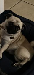 Lost Female Dog last seen Oceanside, Oceanside, CA 92054