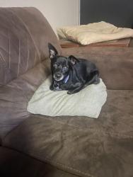 Lost Female Dog last seen Florin Perkins Rd , Sacramento, CA 95828