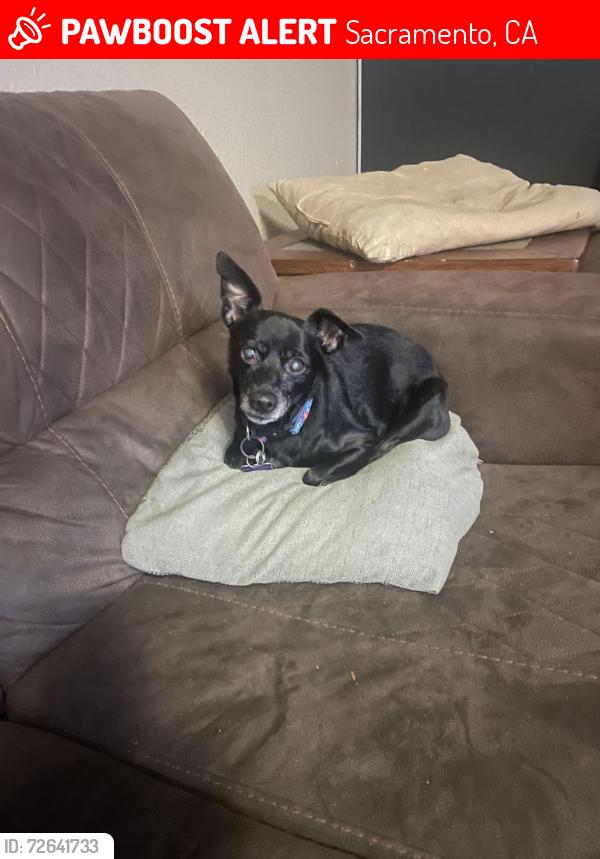 Lost Female Dog last seen Florin Perkins Rd , Sacramento, CA 95828