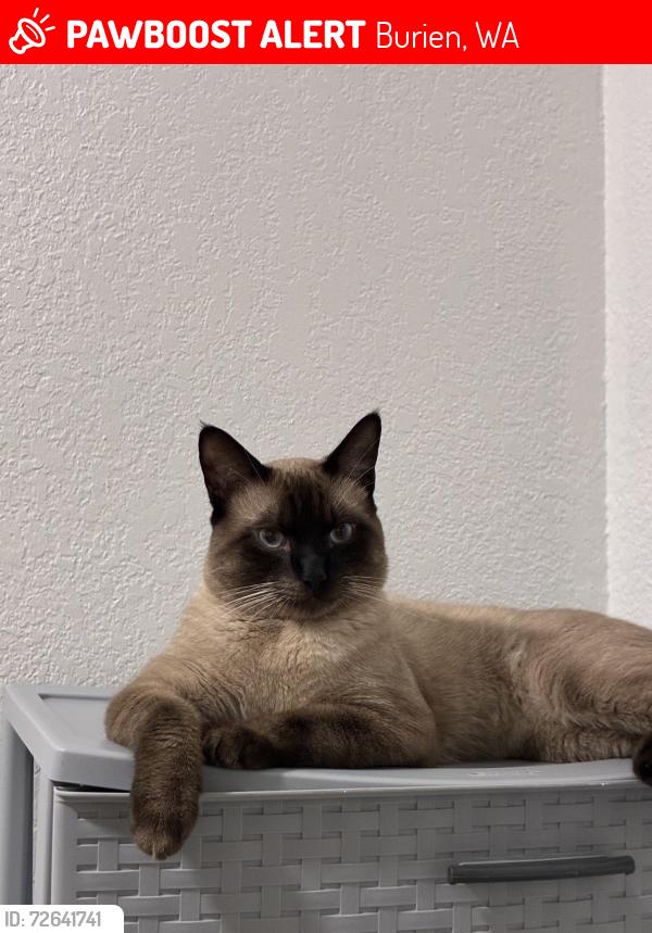 Lost Male Cat last seen S 128th St & 12th Ave S, Burien, WA 98168