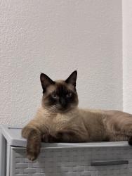 Lost Male Cat last seen S 128th St & 12th Ave S, Burien, WA 98168