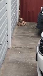 Found/Stray Male Dog last seen Princess  highway , Kogarah, NSW 2217