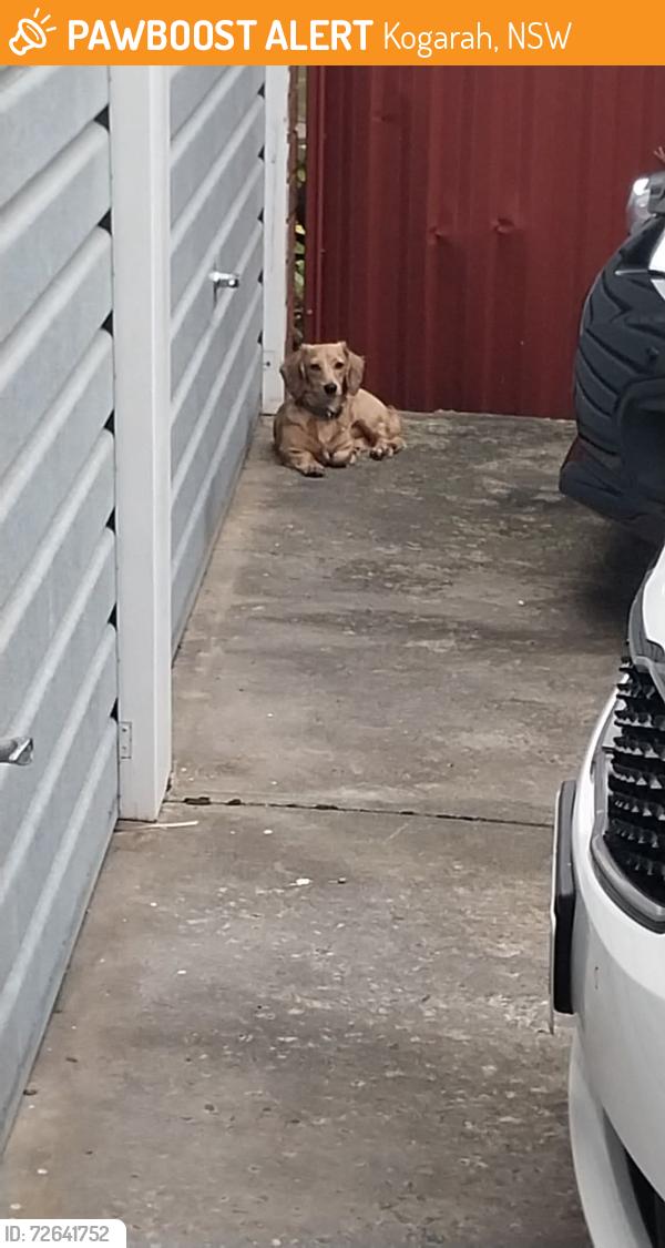 Found/Stray Male Dog last seen Princess  highway , Kogarah, NSW 2217