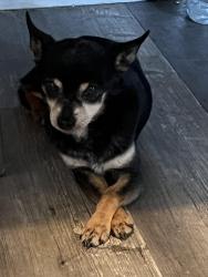 Lost Male Dog last seen 6th st and Arizona ave Los Angeles 90022, East Los Angeles, CA 90022