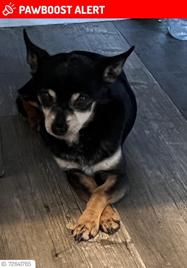 Lost Male Dog last seen 6th st and Arizona ave Los Angeles 90022, East Los Angeles, CA 90022