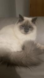 Lost Male Cat last seen Dowdeswell close, Greater London, England SW15