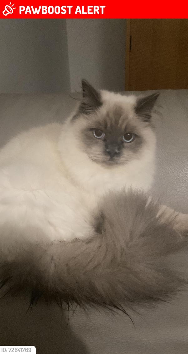 Lost Male Cat last seen Dowdeswell close, Greater London, England SW15