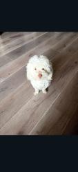 Lost Male Dog last seen Near , Los Angeles, CA 90002