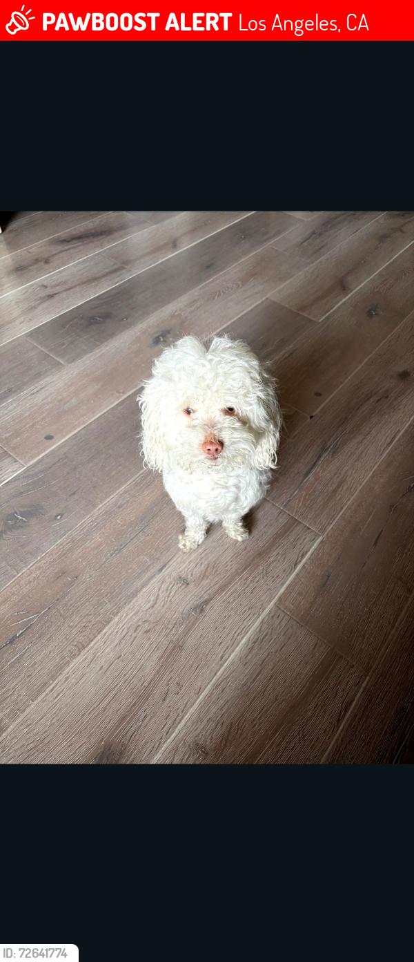Lost Male Dog last seen Near , Los Angeles, CA 90002