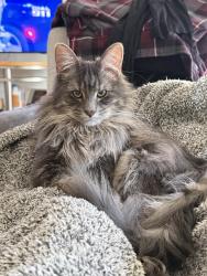 Lost Male Cat last seen Near dean drive by the garages walking towards Lowe’s , Ventura, CA 93003