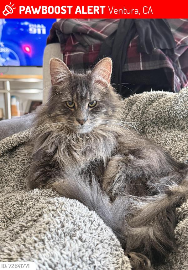 Lost Male Cat last seen Near dean drive by the garages walking towards Lowe’s , Ventura, CA 93003