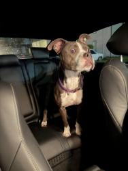 Found/Stray Female Dog last seen By renew apmts in Auburn , Auburn, WA 98002