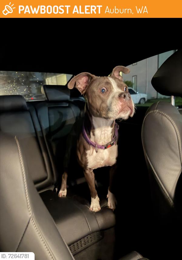 Found/Stray Female Dog last seen By renew apmts in Auburn , Auburn, WA 98002