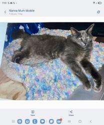 Lost Male Cat last seen S.a. equestrian centre, Shannon ave, Fairway ave, Mattner ave, Glenelg North, SA 5045