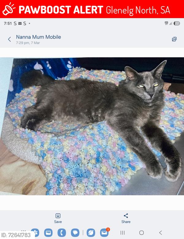 Lost Male Cat last seen S.a. equestrian centre, Shannon ave, Fairway ave, Mattner ave, Glenelg North, SA 5045