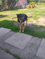 Found/Stray Female Dog last seen 60th and alviso , View Park-Windsor Hills, CA 90043
