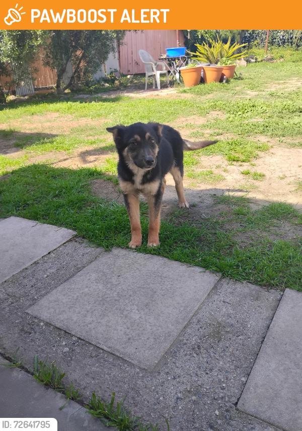 Found/Stray Female Dog last seen 60th and alviso , View Park-Windsor Hills, CA 90043