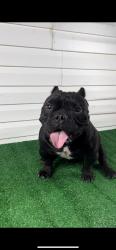 Lost Male Dog last seen Russell and Marlene dr, Fort Worth, TX 76140