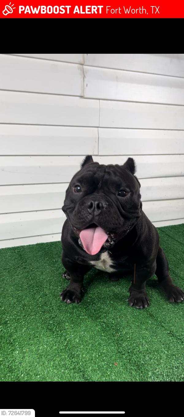 Lost Male Dog last seen Russell and Marlene dr, Fort Worth, TX 76140
