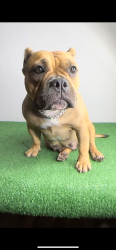 Lost Female Dog last seen Russell and Marlene , Fort Worth, TX 76140