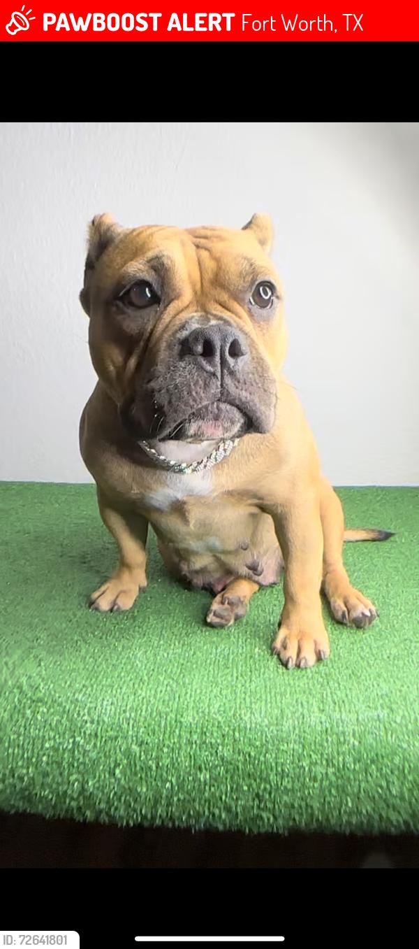 Lost Female Dog last seen Russell and Marlene , Fort Worth, TX 76140
