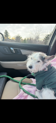 Lost Male Dog last seen Square lake & opdyke , Bloomfield Hills, MI 48304