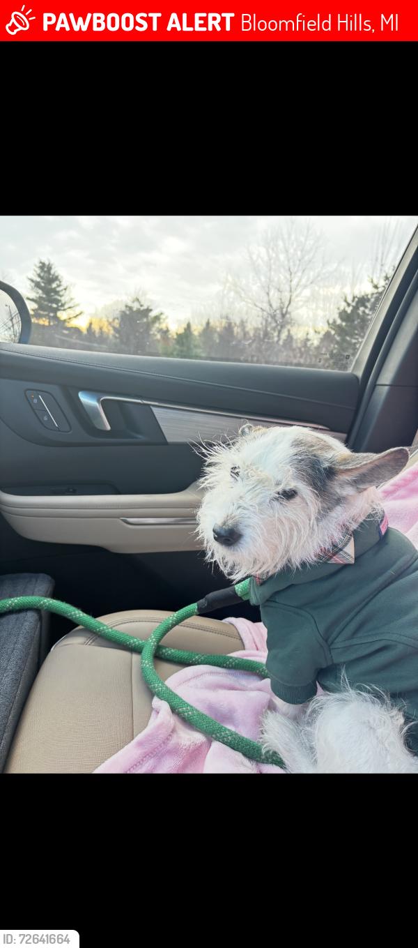Lost Male Dog last seen Square lake & opdyke , Bloomfield Hills, MI 48304