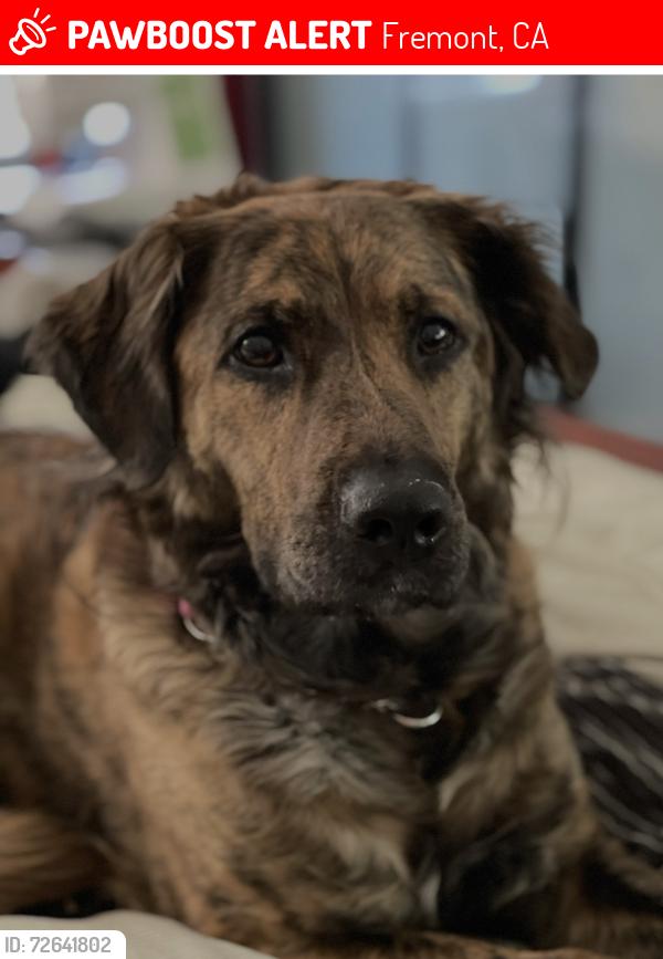 Lost Female Dog last seen DJ Thomas Industrial Park Complex. Near 42285 Osgood Road, Fremont, CA 94539