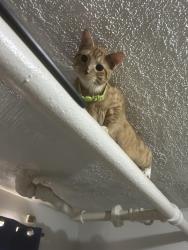 Lost Male Cat last seen Near front street , Brooklyn, NY 11201