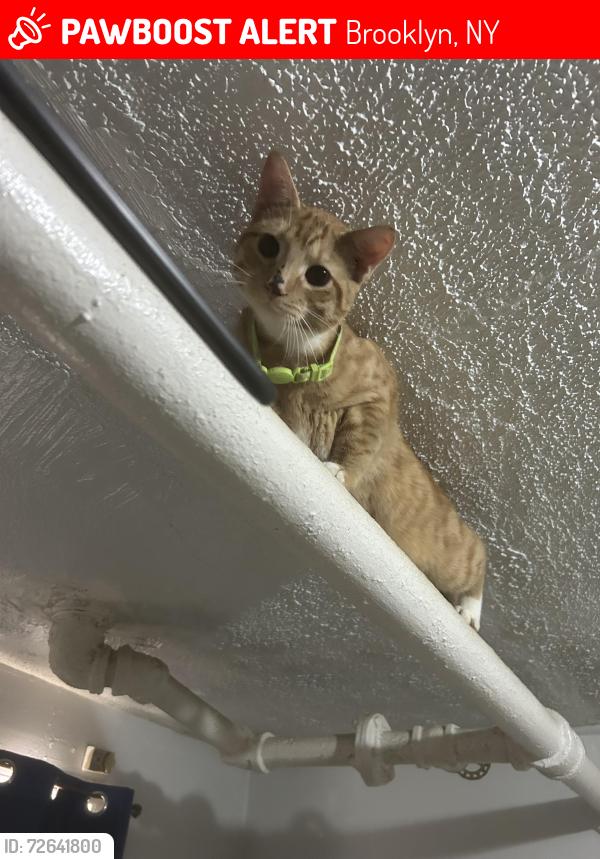 Lost Male Cat last seen Near front street , Brooklyn, NY 11201