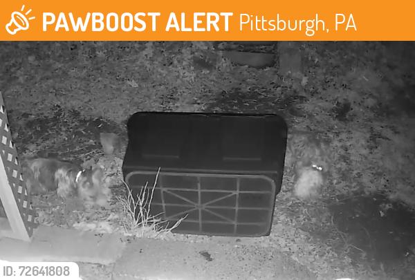 Found/Stray Unknown Dog last seen Marlboro Ave off of Ardmore Blvd, Pittsburgh, PA 15221