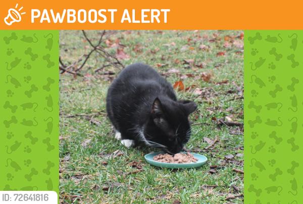 Found/Stray Male Cat last seen Ray Ave NW, New Philadelphia, OH 44663
