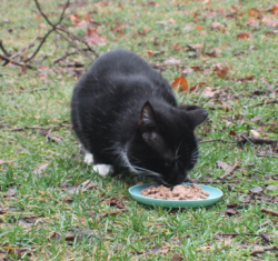 Found/Stray Male Cat last seen Ray Ave NW, New Philadelphia, OH 44663
