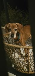Found/Stray Male Dog last seen McFarland, Harnett County, NC 28368