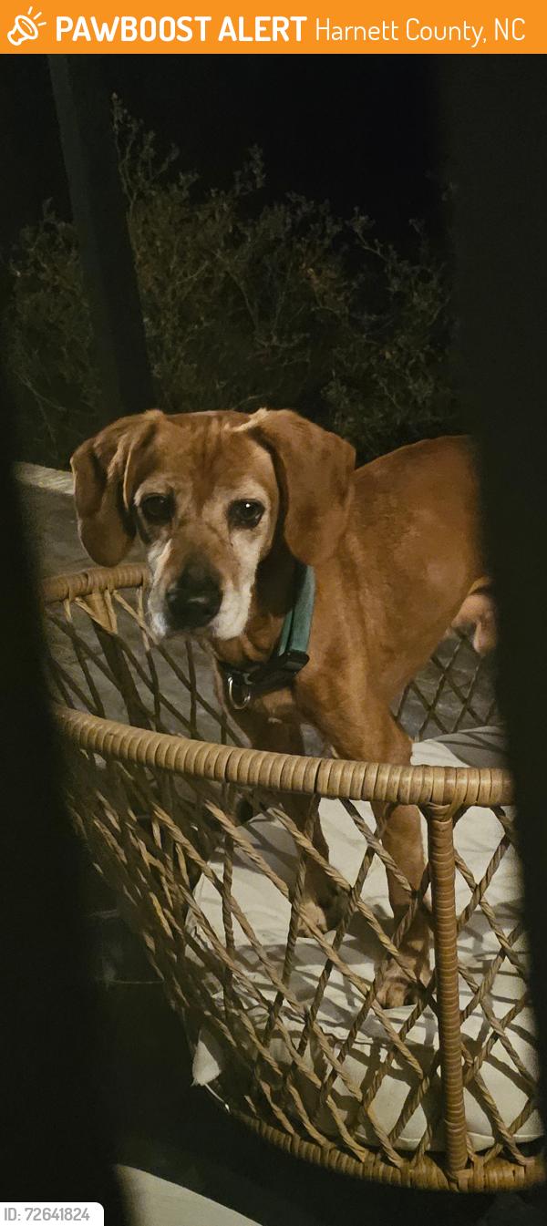 Found/Stray Male Dog last seen McFarland, Harnett County, NC 28368