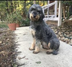 Lost Female Dog last seen Carolina country club and woodwind drive , Spartanburg, SC 29302
