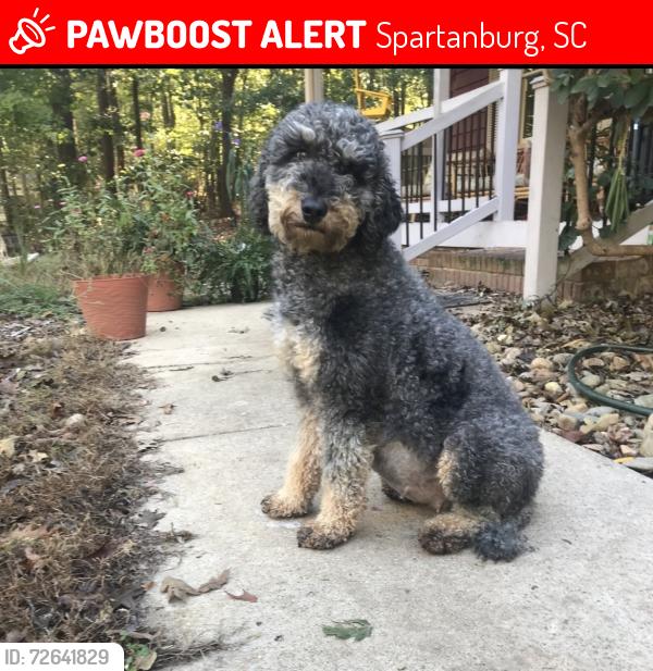Lost Female Dog last seen Carolina country club and woodwind drive , Spartanburg, SC 29302