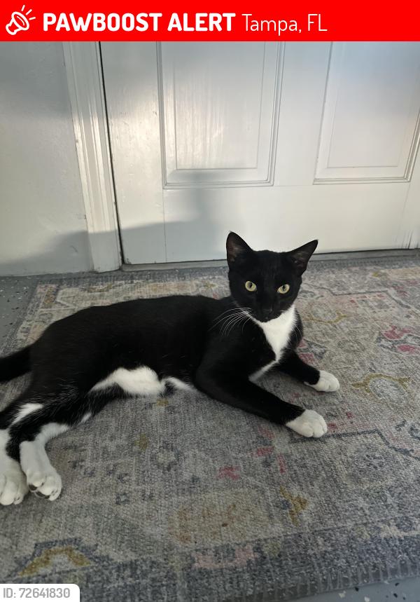 Lost Male Cat last seen Northampton & Carrollwood Village Run, Tampa, FL 33618