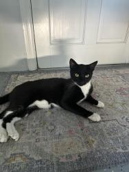 Lost Male Cat last seen Northampton & Carrollwood Village Run, Tampa, FL 33618