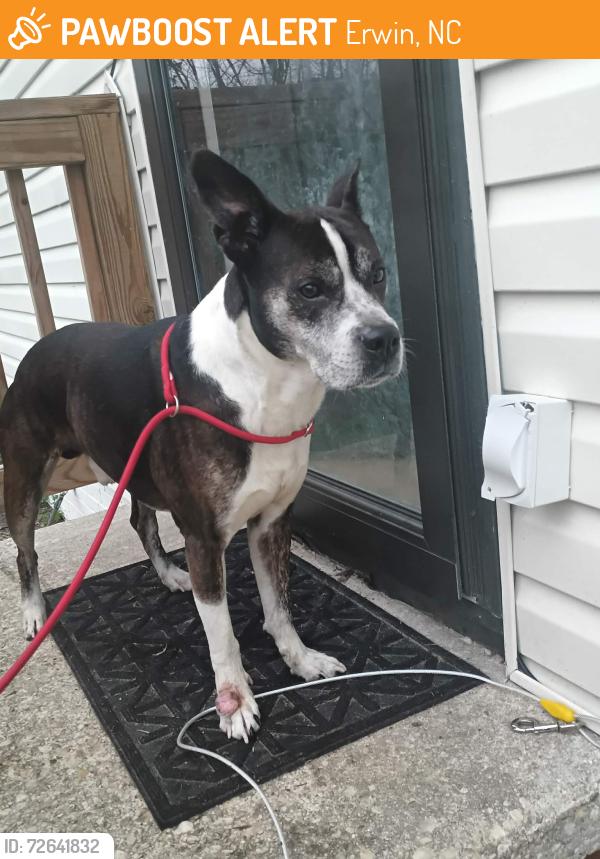 Found/Stray Male Dog last seen Erwin NC, Erwin, NC 28339